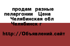  продам  разные  пеларгонии › Цена ­ 70 - Челябинская обл., Челябинск г.  »    